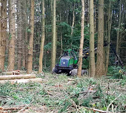 harvesting timber local forest